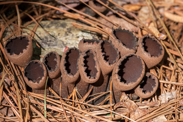Devil's urn is a cup fungus that grows on dead hardwood. North Carolina.