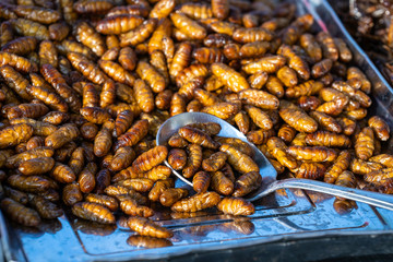 Pupa, silkworm fried food, fried insect larvae snack as exotic in Thailand. Thai cuisine in street food market