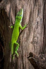 A Carolina anole, also known as a green anole climbing up the trunk of a dead tree. North Carolina.