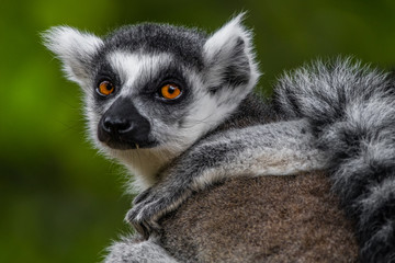 lemur on a tree © lessysebastian