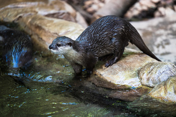 Otter looking to swim