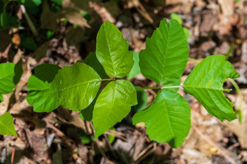 Poisn ivy - leaves of three let it be. Top view of plant from top view.