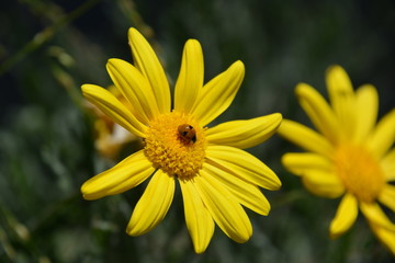 Obraz premium Ladybug on yellow flower