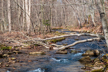 Thompson Run, a natural stream running through springs woods in Deerfield Township, Warren County, Pennsylvania, USA