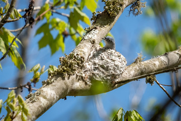 A busy blue-gray gnatcatcher prepares its nest for its spring babies. Head popping out.