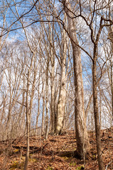 Bare full grown oak trees and smaller ones on a hillside in Deerfield Township, Warren County, Pennsylvania, uSA