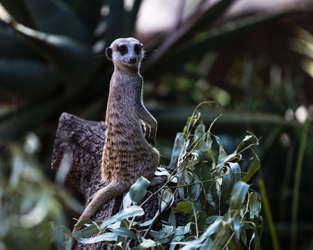 A Meerkat At The Adelaide Zoo