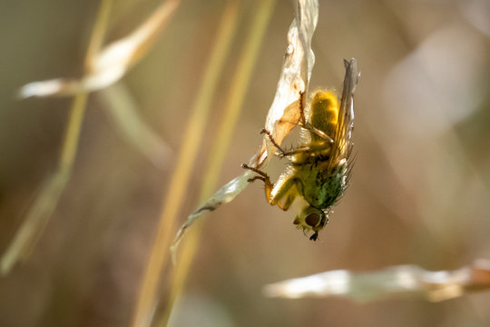 A yellow dung fly rests upside down on a leaf. North Carolina.