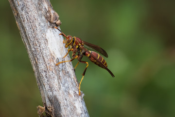 Close up of a Guinea paper wasp alert and ready to fly. North Carolina.