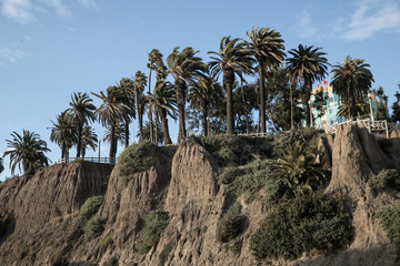 Fototapeta na wymiar palm trees in Santa Monica