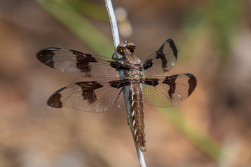A female common whitetail dragonfly perches upon a stick. North Carolina.