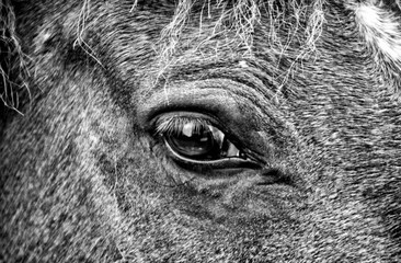 Closeup of the eye of a horse.