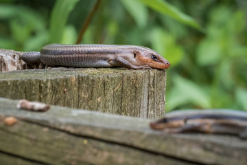 A couple of five-lined skinks rest atop an old wooden fence. Raleigh, North Carolina.