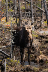 A Moose In Algonquin Park During Spring.