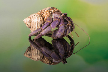 spider on a leaf