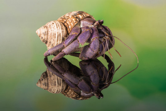 spider on a leaf