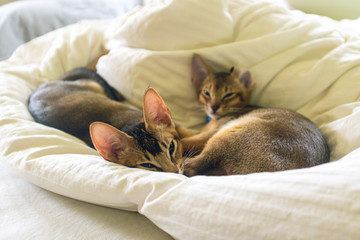 Adorable abyssinian kittens