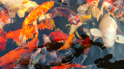 Many colorful koi fish play in the pool and wait for the party. The concept of fighting for food Decorative fish for the park area