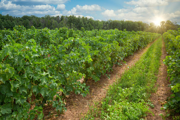 Fototapeta na wymiar Niagara on the Lake Grape fields that produce famous Ontarian wine and Icewine