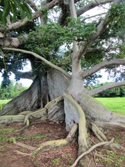 An old banyan tree on the island of Viequez