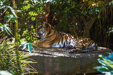 Sumatran Tiger