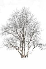 tree isolated on white background, 