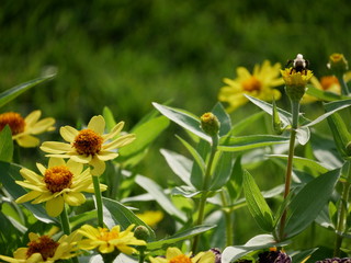 bee on a yellow flower