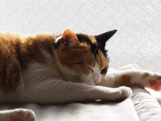 リラックスした猫