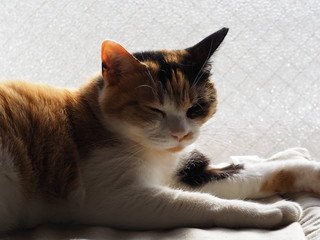 リラックスした猫