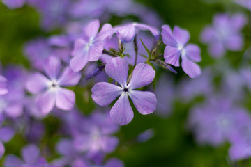 Purple Flower