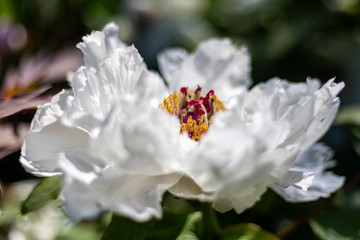 White Tree Peony