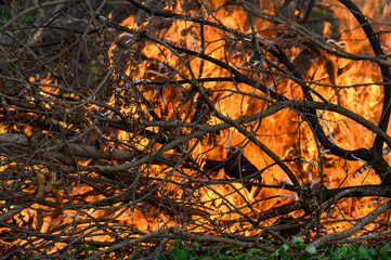 Forest fires are caused by hot, dry conditions. Condors cause air pollution.
