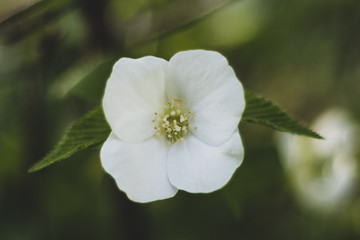 Tiny White Flower