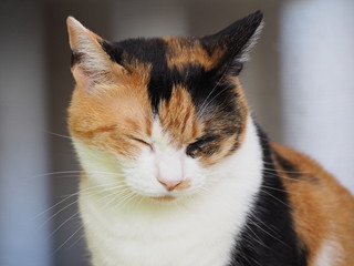 リラックスした猫