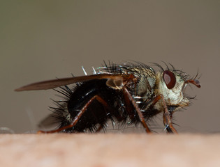 Closeup of a Bristly Tachinid Fly