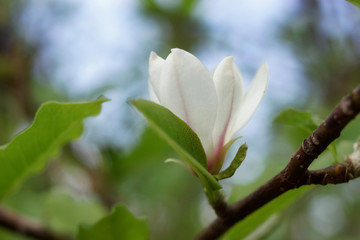 Magnolia soulangeana flower. White flower Magnolia bloom on Magnolia tree. Single white flower of magnolia, flowering tree in the garden, close up.