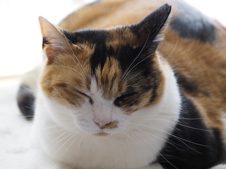 リラックスした猫