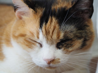 リラックスした猫