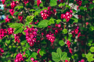 pink flowers in the garden