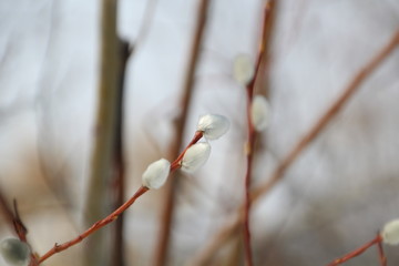 Pussy Willow, Pylypow Wetlands, Edmonton, Alberta