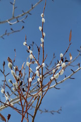 Spring On The Branches, Pylypow Wetlands, Edmonton, Alberta