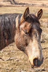 Fototapeta premium Head shot of a horse in a meadow.