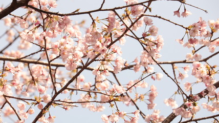 桜淵公園 五分咲きの桜