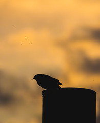 Silhouetted Red-Winged Black Bird Eating a Mosquito