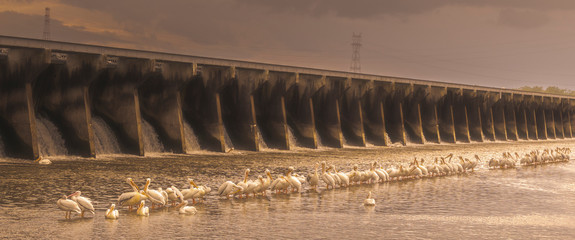 American White Pelicans Line Up at the Weir for Dinner