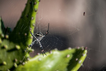 araña4