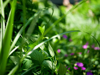 close up of a green grass
