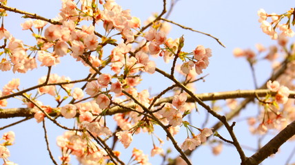 桜淵公園 五分咲きの桜