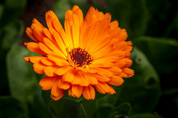 Vibrant Orange Flower