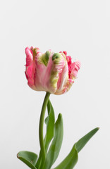 Beautiful Pink parrot tulip on white background